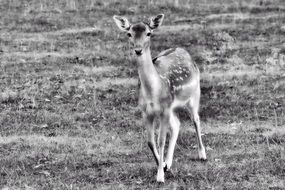 Roe Deer Fawn Young Deer Wild