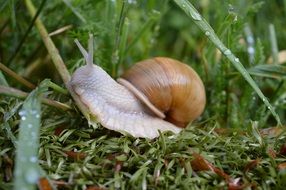 Snail on the grass