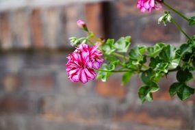 pink geranium on a stone wall background