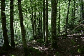 captivating Forest