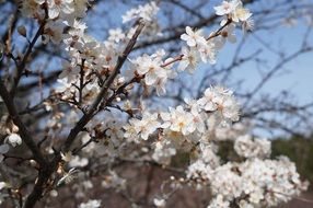 apricot tree blossoms xlose up