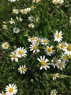 white Flowers Summer Daisies meadow