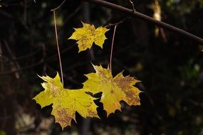 three leaves on a branch in autumn close-up on blurred background