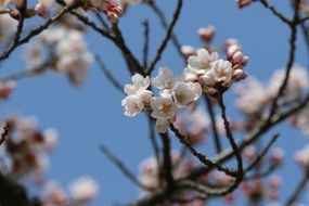 tree in bloom in spring close-up on blurred background