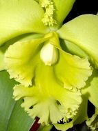 Orchid Flower Bright petals view
