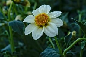 delightful delicate beauty summer flowers