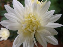 Close-up of the beautiful yellow flowers with white petals