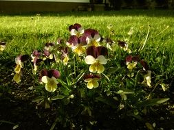 pansy flowers in the park