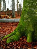 Beech Forest