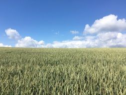 field with green cereals on a sunny day