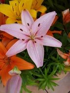 Lily Pink Iris