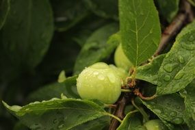 branch with green apples in raindrops close up