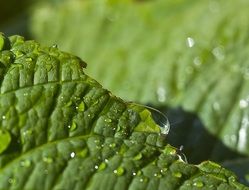 green dahlia leaf close up