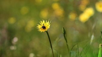 Bee on Yellow Dandelion bloom