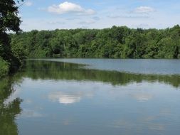 green trees around the lake in summer