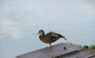 wild duck near the pond