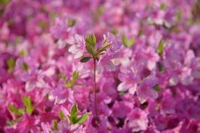 pink azalea as a sign of spring