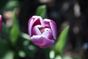 purple tulip on a stalk close up