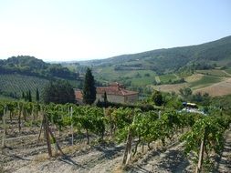 vineyard summer panorama in Tuscany on a sunny day