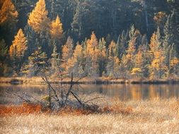 autumn forest near the lake