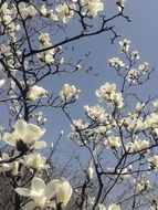 white magnolia as a decoration