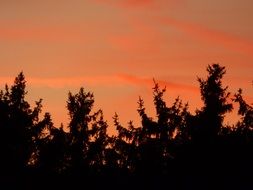 spruce against the orange sky