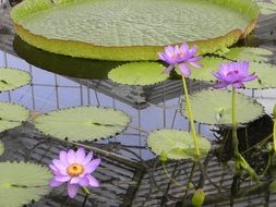 light purple water lilies on a pond in a botanical garden