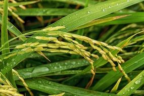 spikelets of rice and water drops