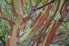 Autumn Mood Leaves