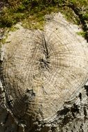 green moss on a tree trunk close-up