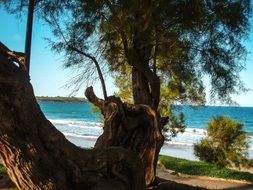 tree on a sunny beach