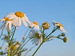 daisies against the blue sky