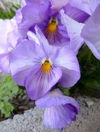 light purple pansies close-up