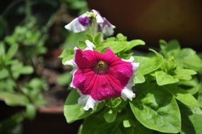 Natural Colorful Flowers in a pots