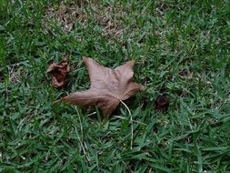 dry brown leaf on green grass