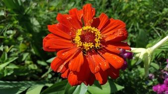 red zinnia in bright sun close up