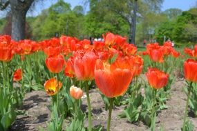 red tulips in the flowerbed in the garden