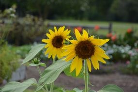 Close-up of the beautiful, blooming yellow flowers with green leaves