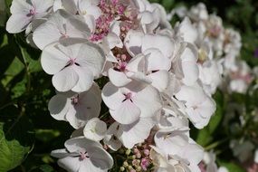 lush white-pink inflorescence of a plant close-up