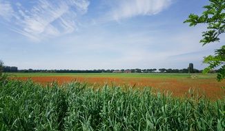 panorama of green field and poppy field in Italy