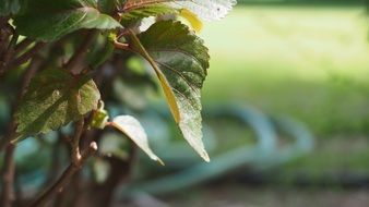 green autumn leaves on a tree