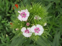 Flowers in a green grass