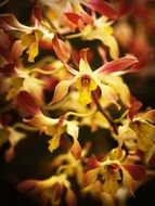 Tropical Orchid, bright flowers