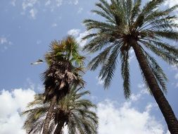 tall palm trees against a cloudy sky