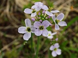 inflorescence of Common Wood Sorrel close up