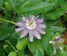 wild Passion Flower macro