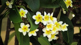 exotic yellow and white flowers