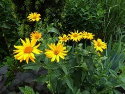 Yellow Flowers