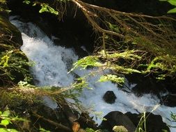 turbulent water spring in the forest