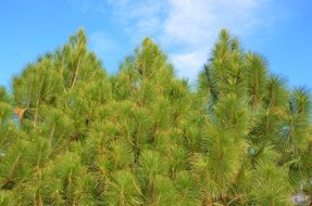 Beautiful fluffy green pine trees against the blue sky with white clouds